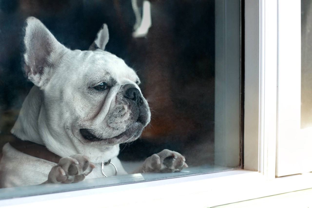 Small bulldog waiting at a window while looking outside at Don's Drapery Service Inc near Anaheim, CA